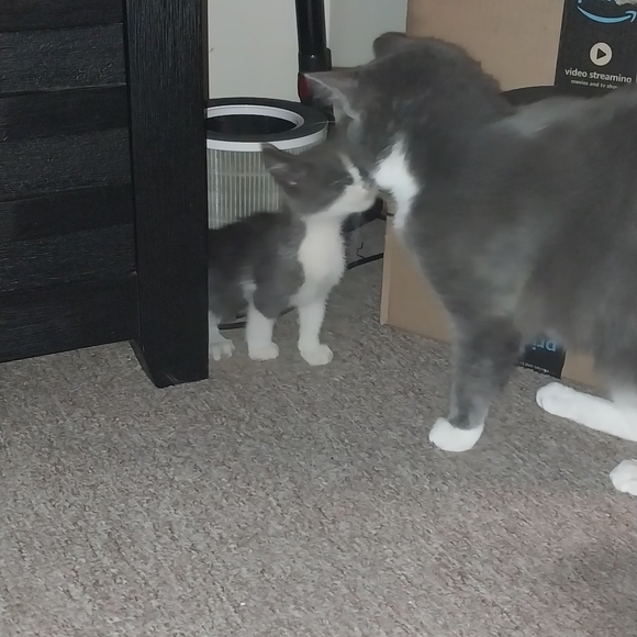 Meet your Posher, Nikki - Picture 11 of 13